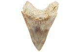 Serrated, Fossil Megalodon Tooth - Indonesia #214952-2
